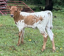 Heifer Calf
