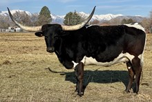 PCC Black Gold