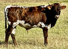 Hangin Tuff x Safari Little Bit bull calf