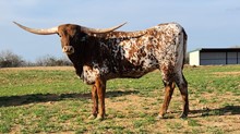 M7 HIGHER ROWDY GIRL