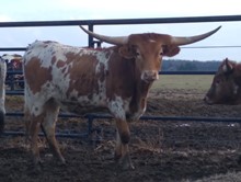 LBR TUFF SOUTHERN LADY