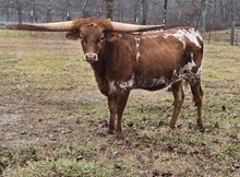 Jaynie’s Ginger Snap TK