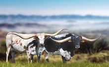 Legends  Embryo Lot 33