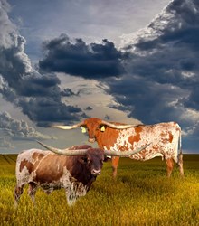 Lot 44 - BR CRACKER JACK HEIFER SEXED X BCR WYNONN