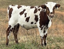 22-21 Steer
