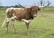 Dazzle 21 Heifer