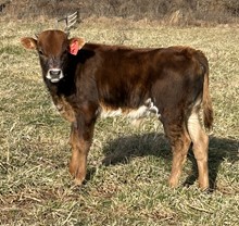 2022 Go-Go Boots Bull