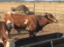 Delta Lucky Ace/Rio Junebug bull22