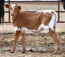 Cracker Jack X Kinetic Motion Heifer 964