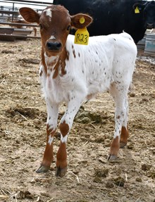 Cracker Jack X Monika Tuff Heifer