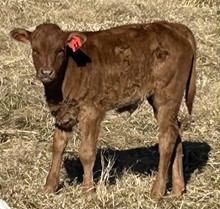 2022 Red Mountain Louise Bull