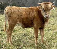 22-60 Steer