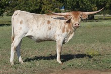 Arabella 81
