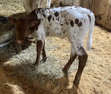 MATCHLESS X M.C. Hangin’ Tuff (Heifer)