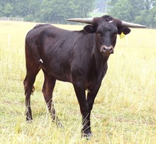 Ace's Black Widow