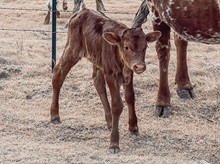 Charm Heifer