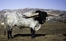 DSCC COWBOY FLAIR