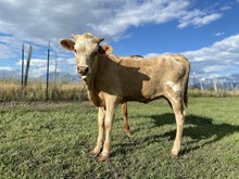 JHCC Goldies Fancy Girl