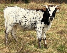 22-19 Steer