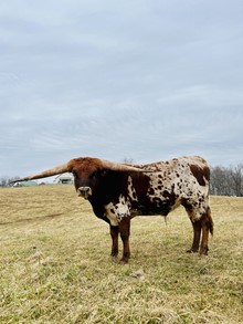 ACE COWBOY