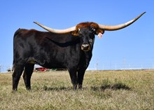 DH Dixieland Delight