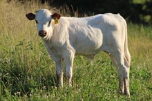 22-20 Steer