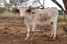 BR Livin’ the Dream 13