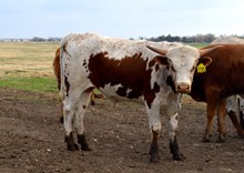 735 Bull