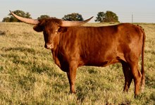 TLS WILD SCARLETT🔥