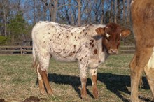 LTL Cassie x HL Heads Up 2025 heifer 