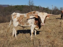 21-03 Steer