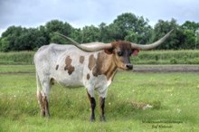 HBR Delilah
