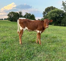 Heifer Calf 