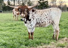 Checker's Fancy Faline JPL