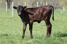 XC HEIDI X JH RURAL SAFARI SON 2023 HEIFER