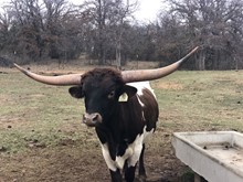 COWTOWN CHEX