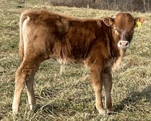 2022 Steel Star Bull
