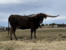 #50 20 G’s Cowgirl 