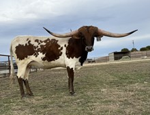 #53 BUX LOVELY EXAMPLE