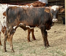 Wildfire x Bwana’s Touch bull calf 