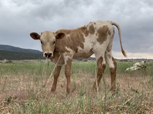 UNNAMED HEIFER CALF 1