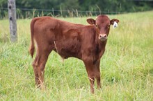 22-62 Steer