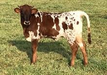 20 Gauge x Miss Jada heifer 