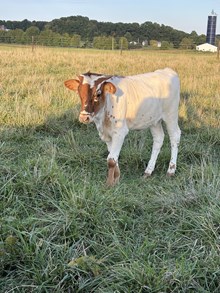 20 Gauge x Pokey Drag