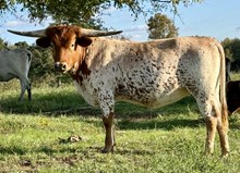 Peppermint Patty FRF