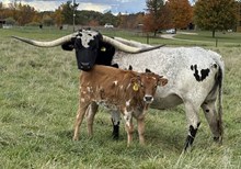 20 gauge x Sadle back 