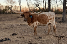 GLR MONIKAS CRACKER GAL