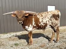 ACE COWBOY