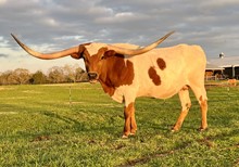 LJL Texas Sissy Chex