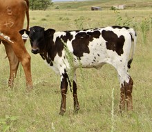 Mr. Happy x Tiffany BCB 2021 heifer